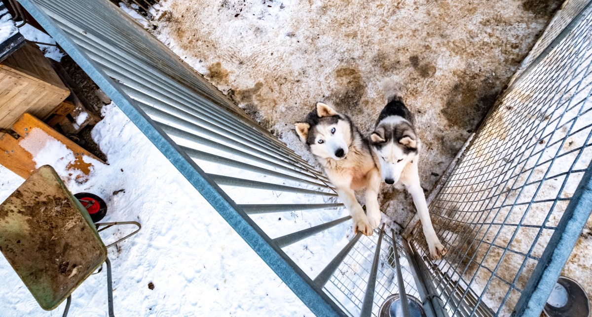 Hunde beschlagnahmt