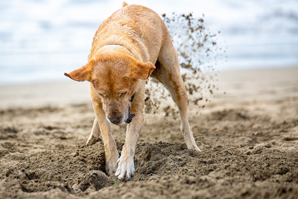 Hund buddelt