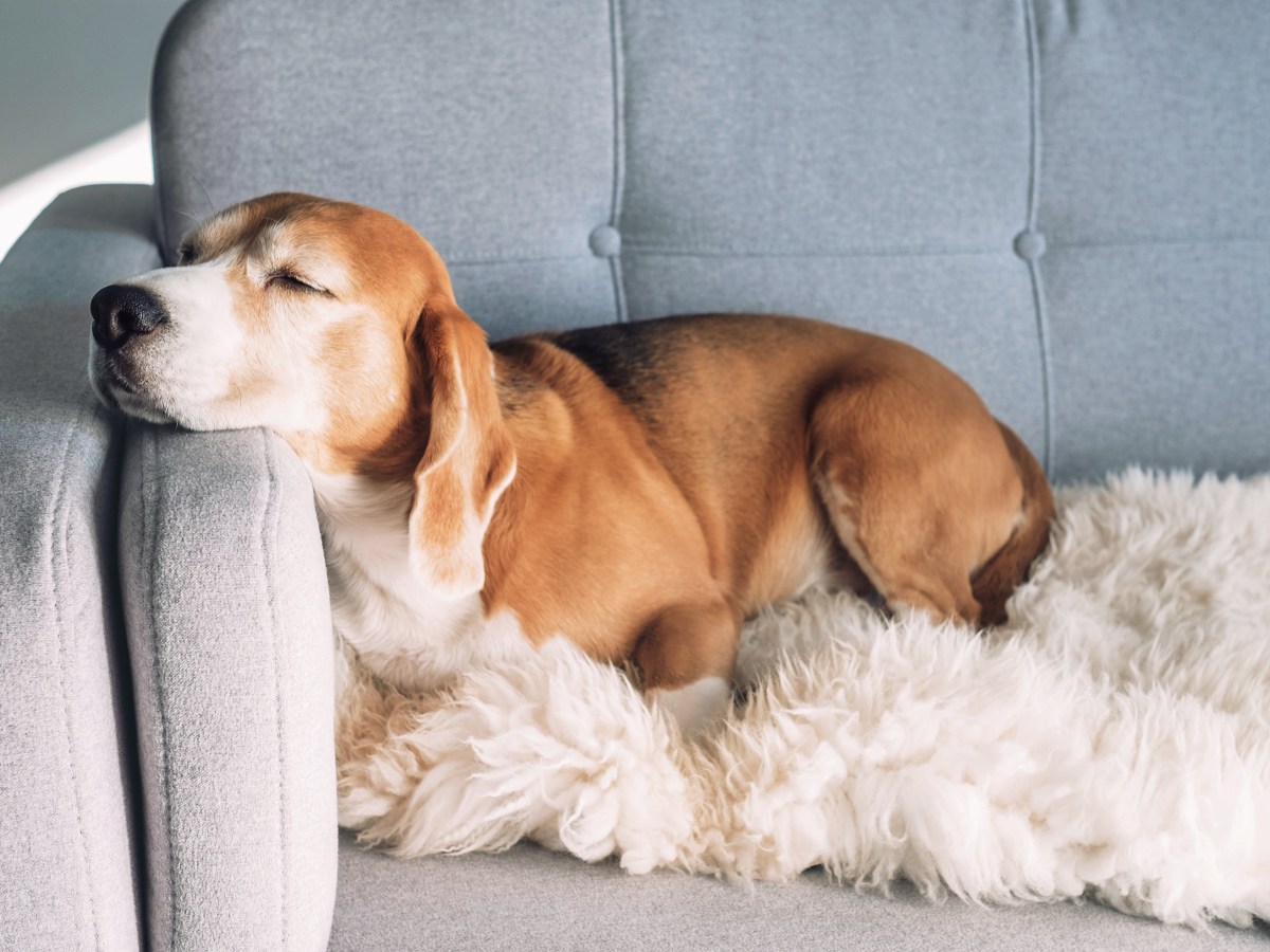 Martin RÃ¼tter weiÃŸ: Aus diesem sÃ¼ÃŸen Grund legt sich dein Hund auf deinen Platz