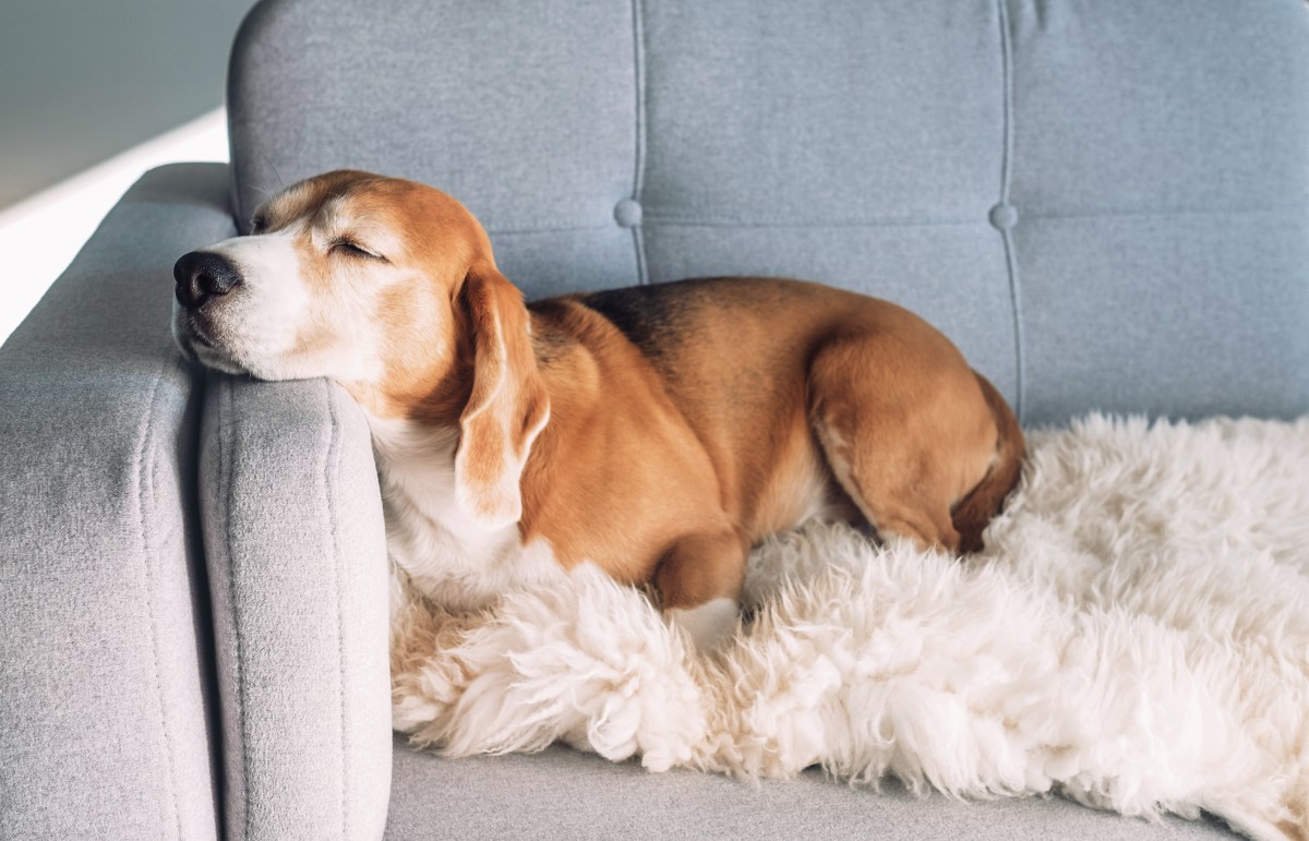 Hund auf der Couch