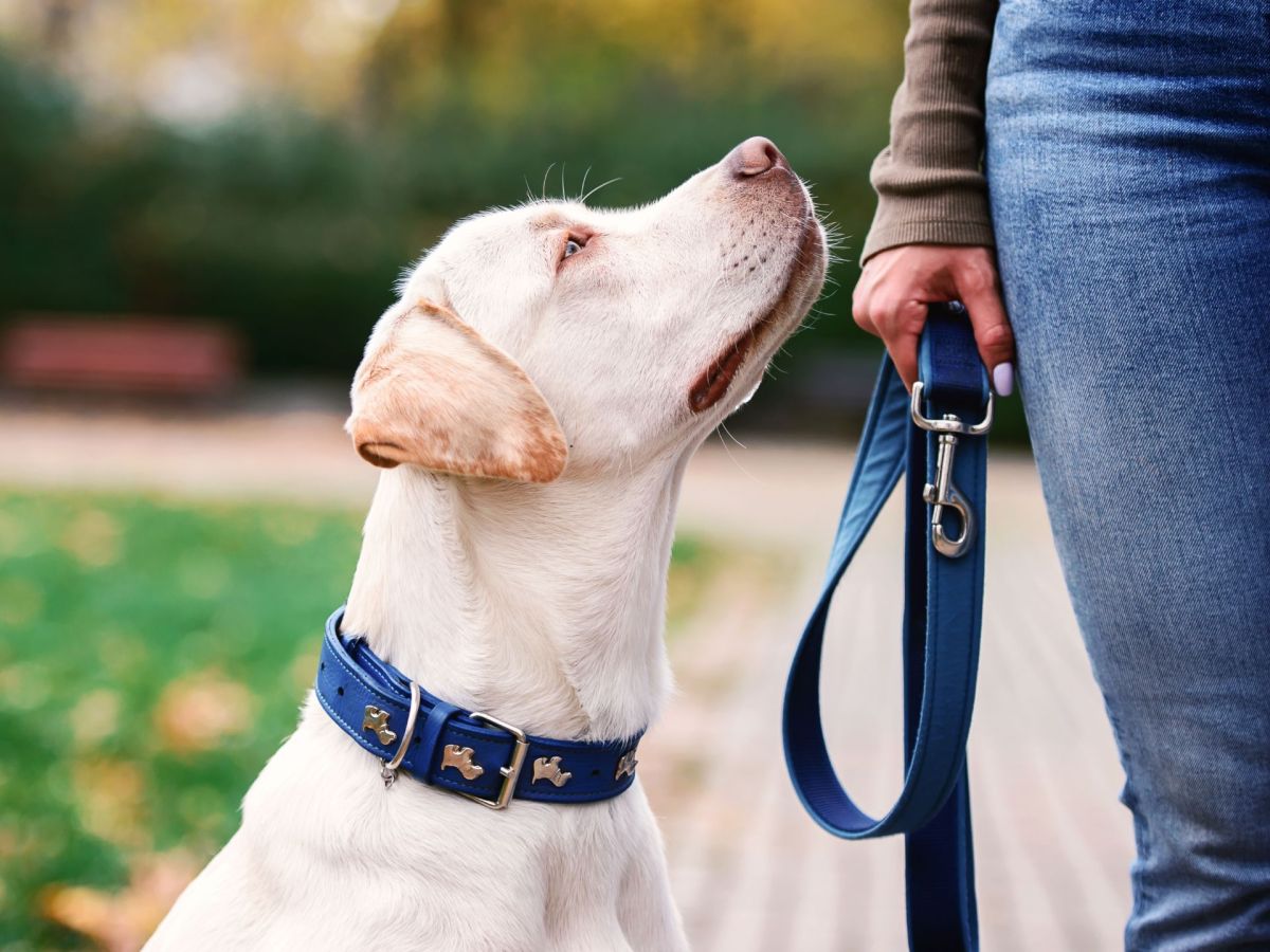 Geschirr vs. Halsband: Durch diese 3 Faktoren findest du heraus, was besser fÃ¼r deinen Hund ist