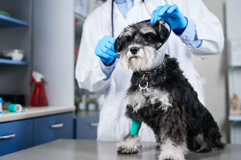 Hund kriegt Halskrause angelegt