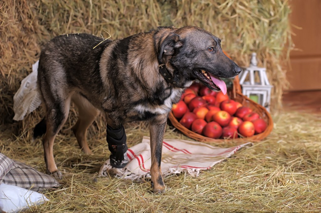 Hund mit Prothese