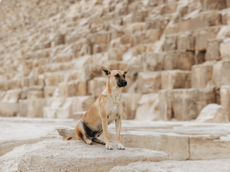 Hund vor Pyramide