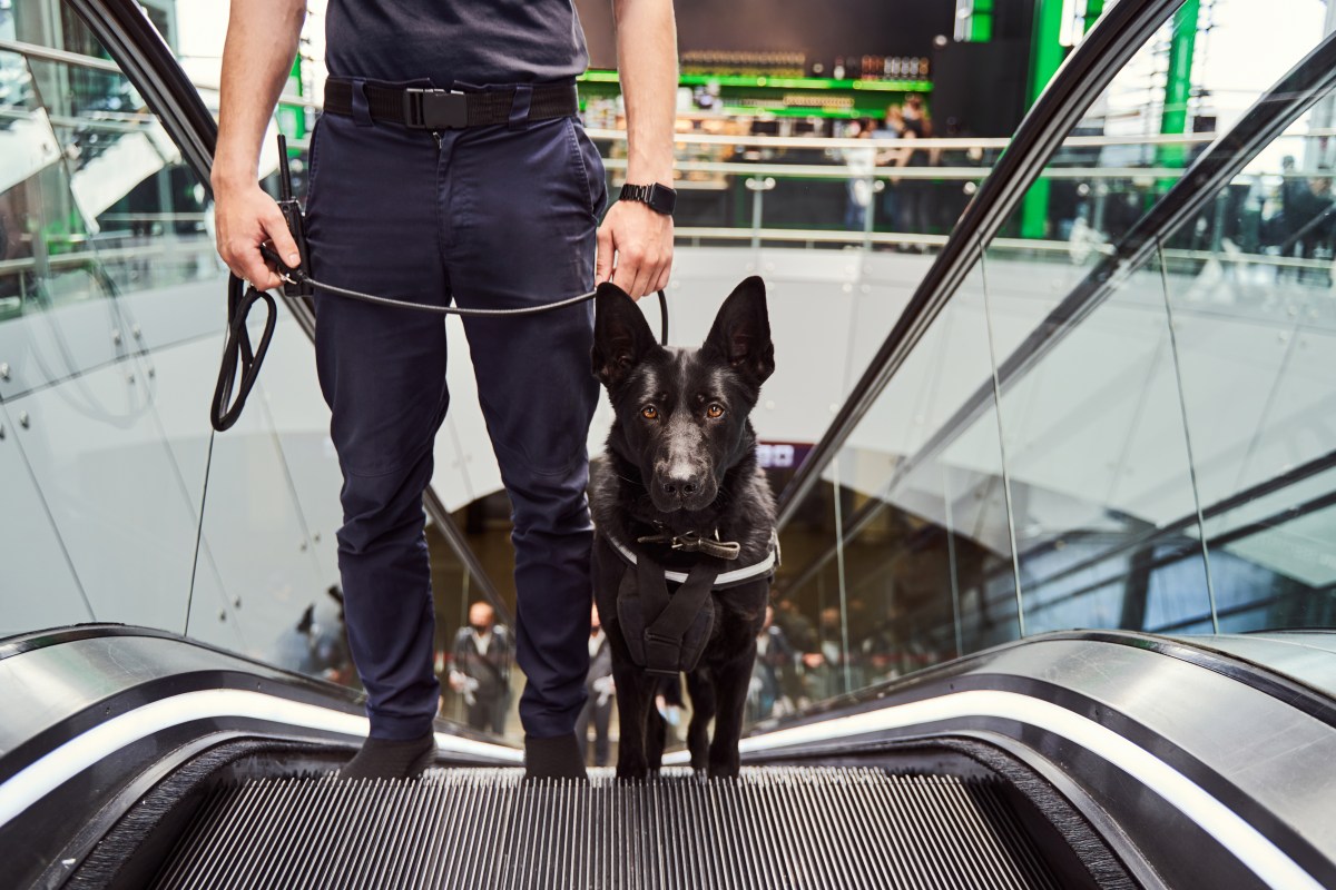 Hund auf Rolltreppe