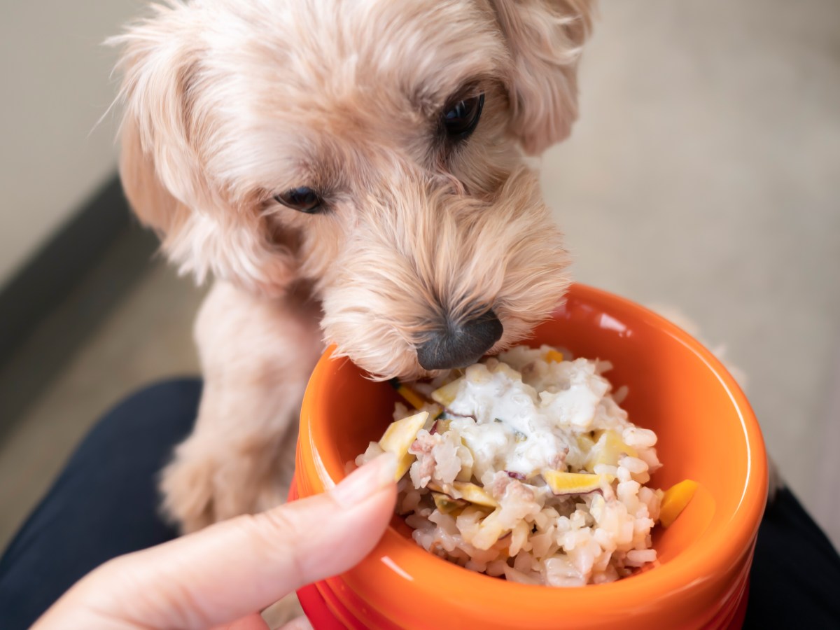 Magen-Darm: Darum ist diese beliebte Schonkost für Hunde richtig schädlich