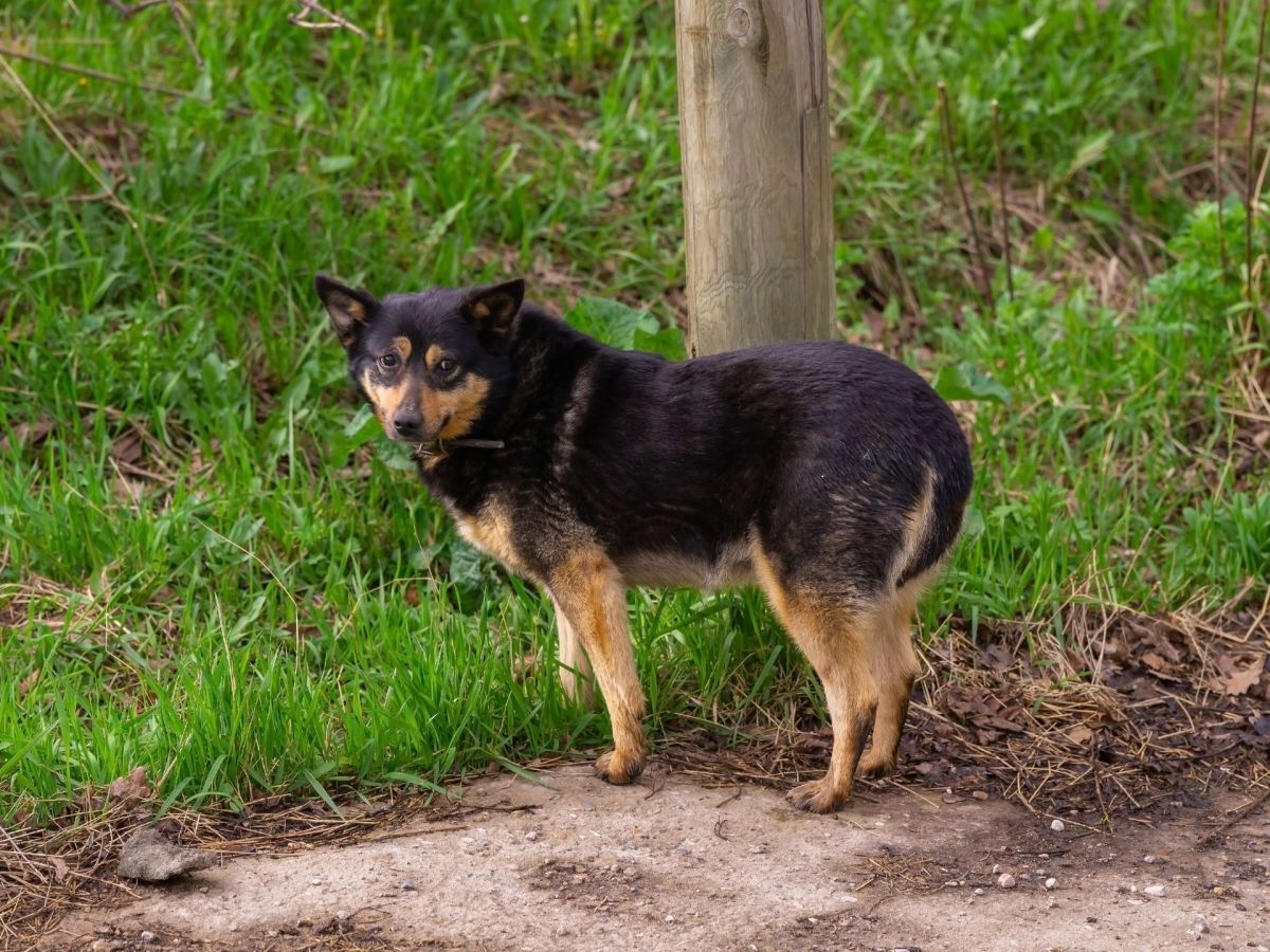 Mit diesen 5 KÃ¶rpersignalen sagt dein Hund â€žNeinâ€œ