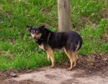 Hund mit eingezogenem Schwanz