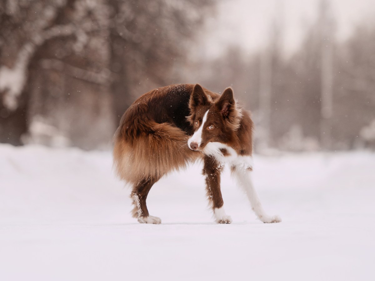 10 verrÃ¼ckte Dinge, die dein Hund tut â€“ das bedeuten sie wirklich