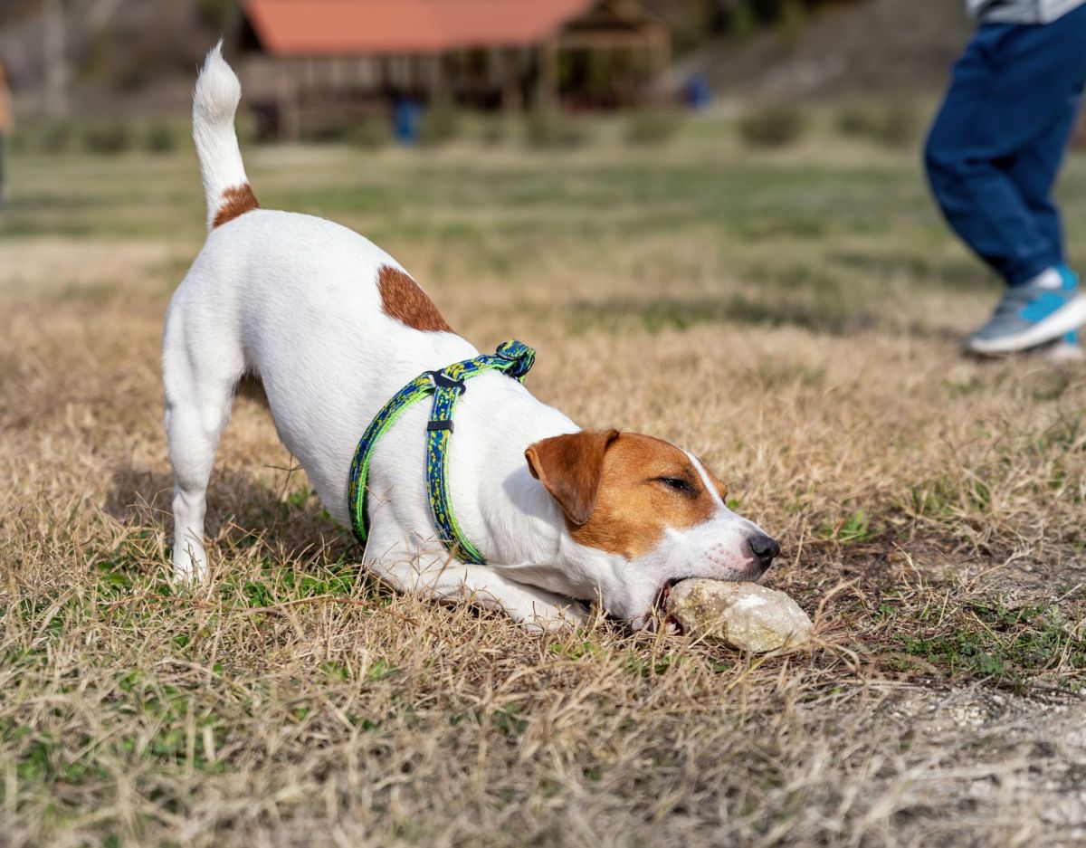 Hund Stein