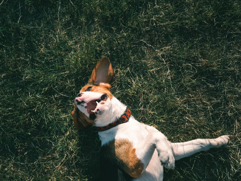 Hund wälzt sich auf Boden