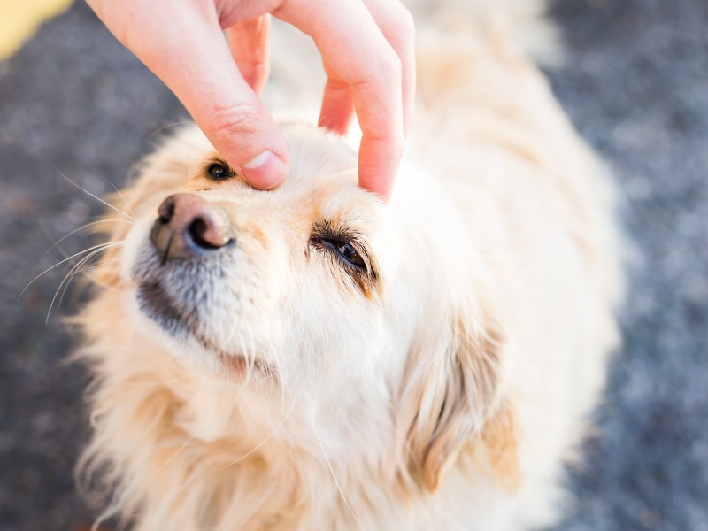 Hund will nicht gestreichelt werden