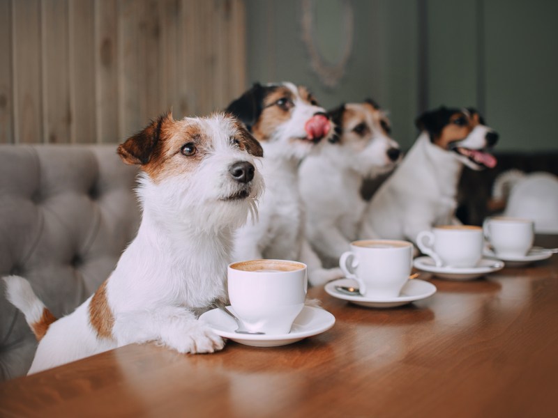 Hunde Café