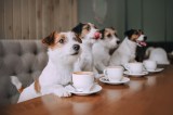 Hunde Café