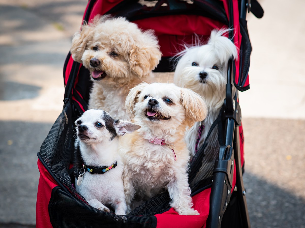 Hundetasche oder Hundebuggy: 4 Situationen, in denen du sie brauchst