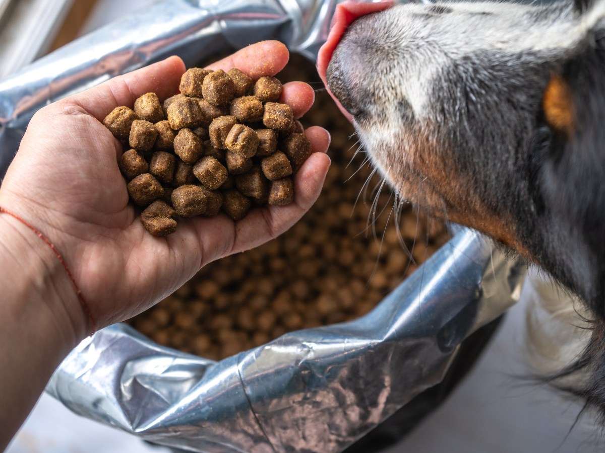 Hundefutter-RÃ¼ckrufe weltweit: Die 5 hÃ¤ufigsten GrÃ¼nde fÃ¼r Probleme bei der Produktion