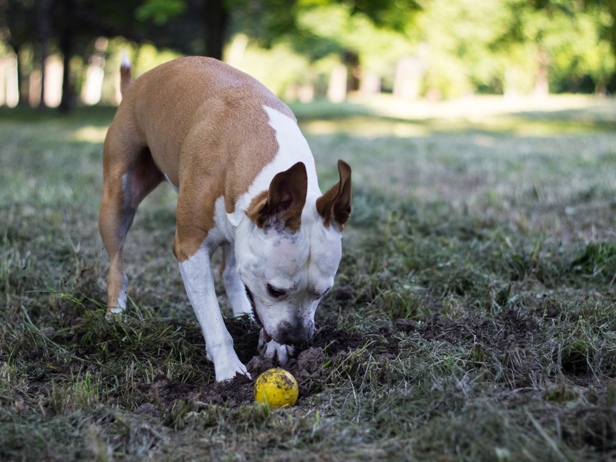 Hundespielzeug dreckig