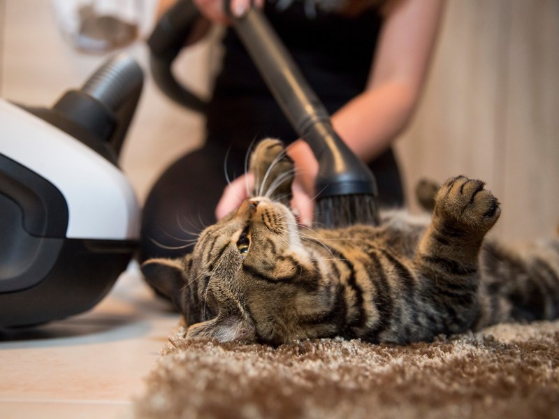 Katze wird mit Staubsauger abgesaugt