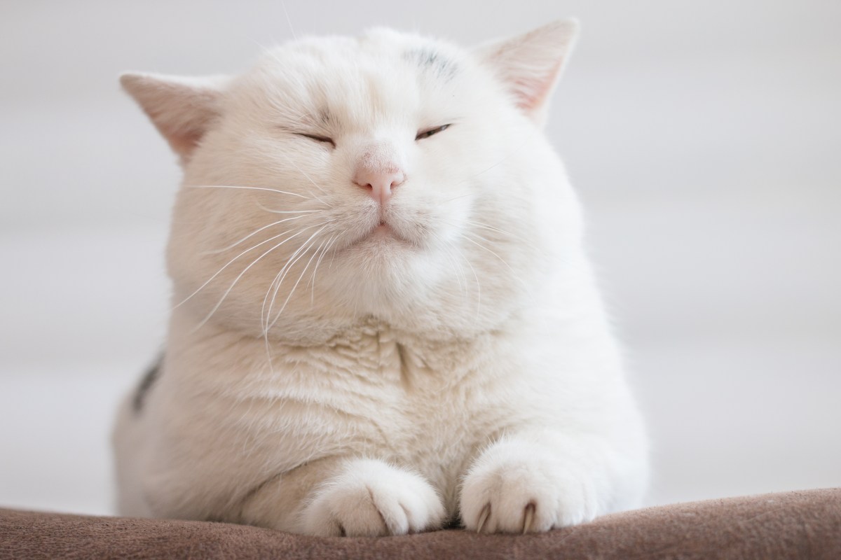 Weiße Katze sitzt mit geschlossenen Augen