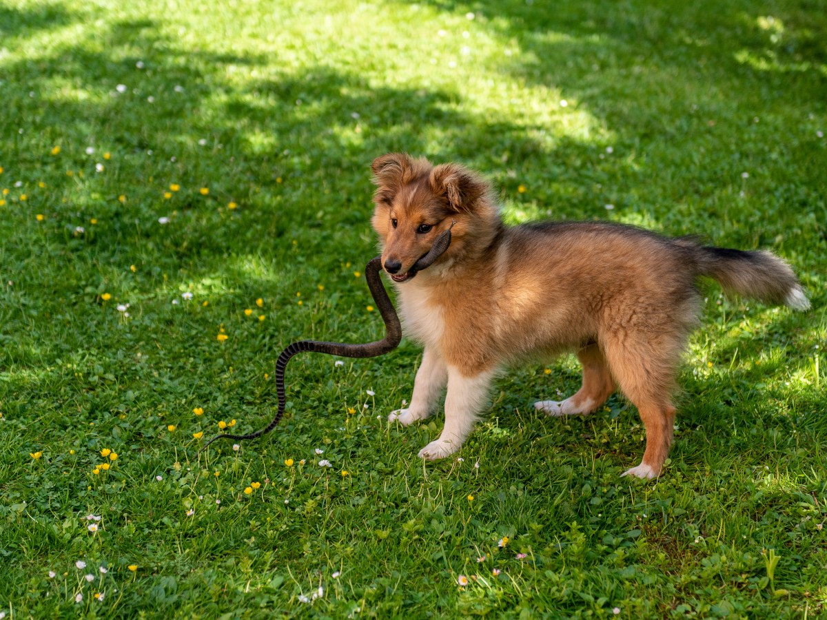 Achtung, Lebensgefahr: Diese 2 heimischen Schlangen sind gefÃ¤hrlich fÃ¼r deinen Hund