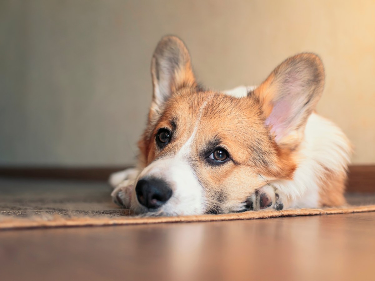 Hund einschlÃ¤fern: Wie sich Erben gegen den letzten Willen ihres Vaters wehren