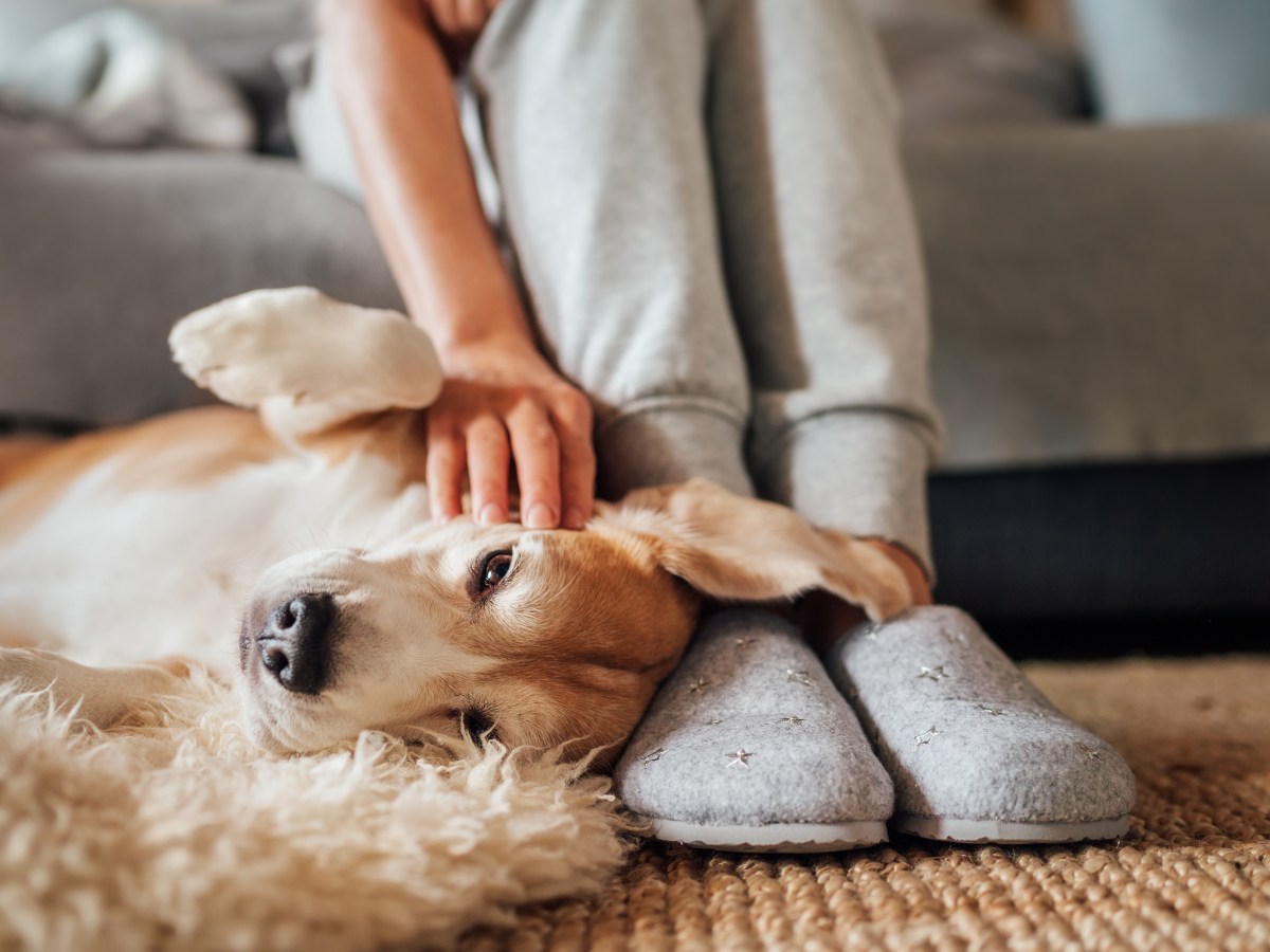 Wirbel im Fell: Das spricht dafÃ¼r, dass dein Hund Schmerzen hat