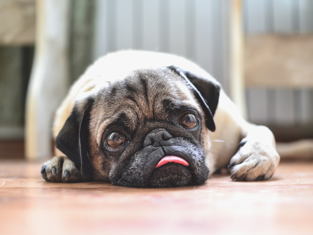 Wenn dein Hund DAS mit seiner Zunge macht, musst du sofort zum Arzt