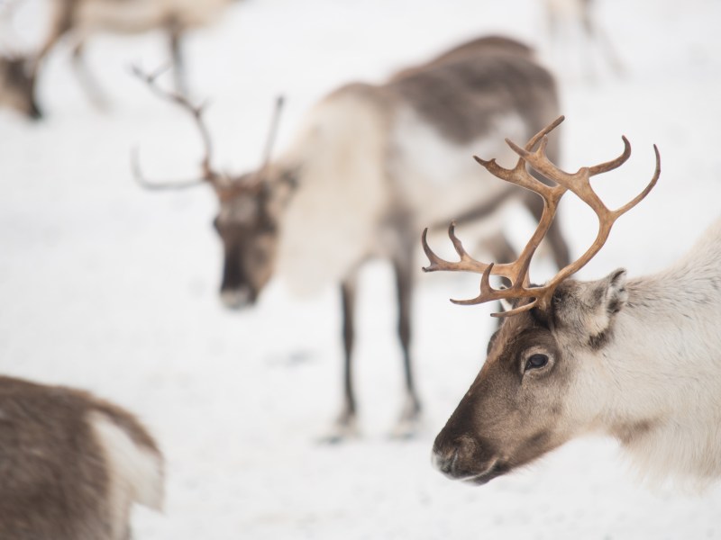 4 außergewöhnliche Unterkünfte in Lappland.