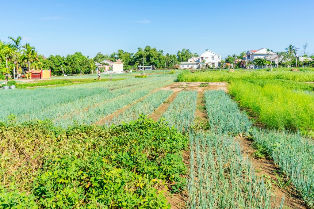 Das Tra Que Herb Village ist ein Geheimtipp in der Nähe von Hoi An.