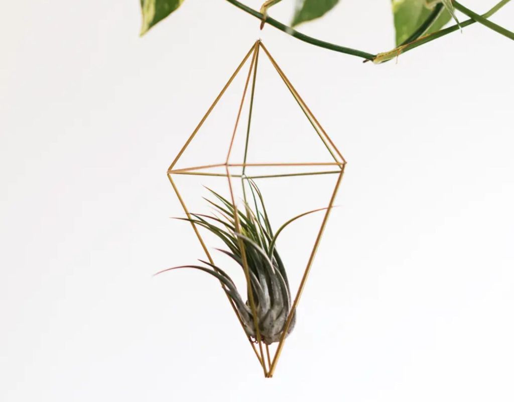 Air Plants