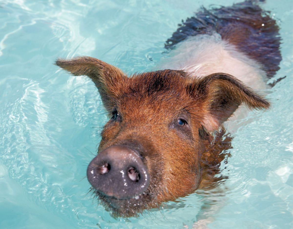 Schwein in Wasser