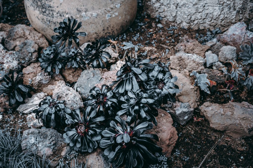 Eine Nahaufnahme der Blüten des Schwarzen Baum-Aeoniums auf nassen Steinen im Monte Palace Tropical Garden auf Madeira, Portugal.